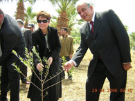 la plantation d'un olivier