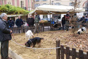 démonstration de chien truffier